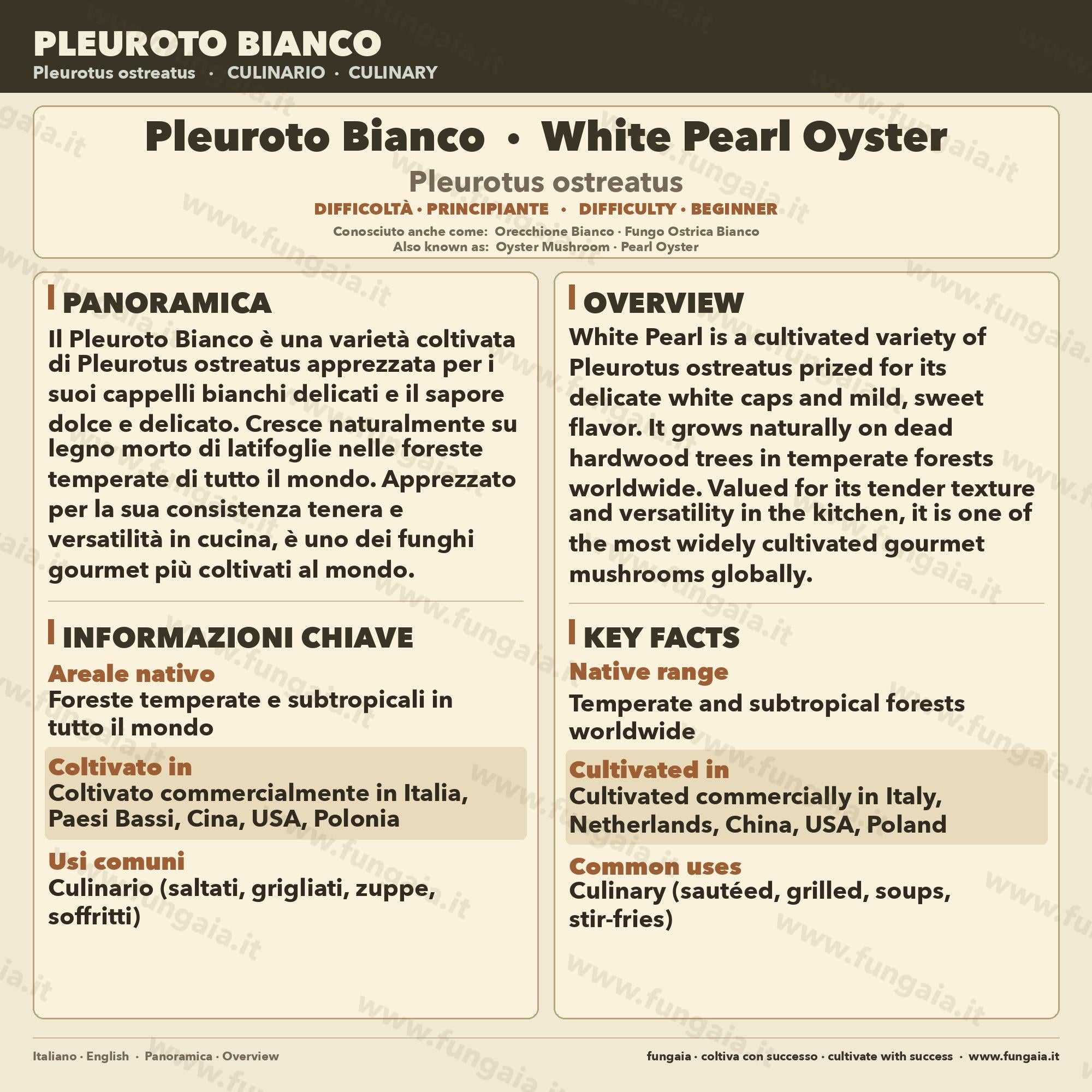 Pleurotus Ostreatus Liquid Culture 10ml | Pearl Oyster Gourmet Mushroom | Sterile Mycology Syringe