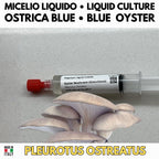 Pleurotus Ostreatus Blue Oyster Liquid Culture 10ml Italian Lab Genetics Fast Colonization