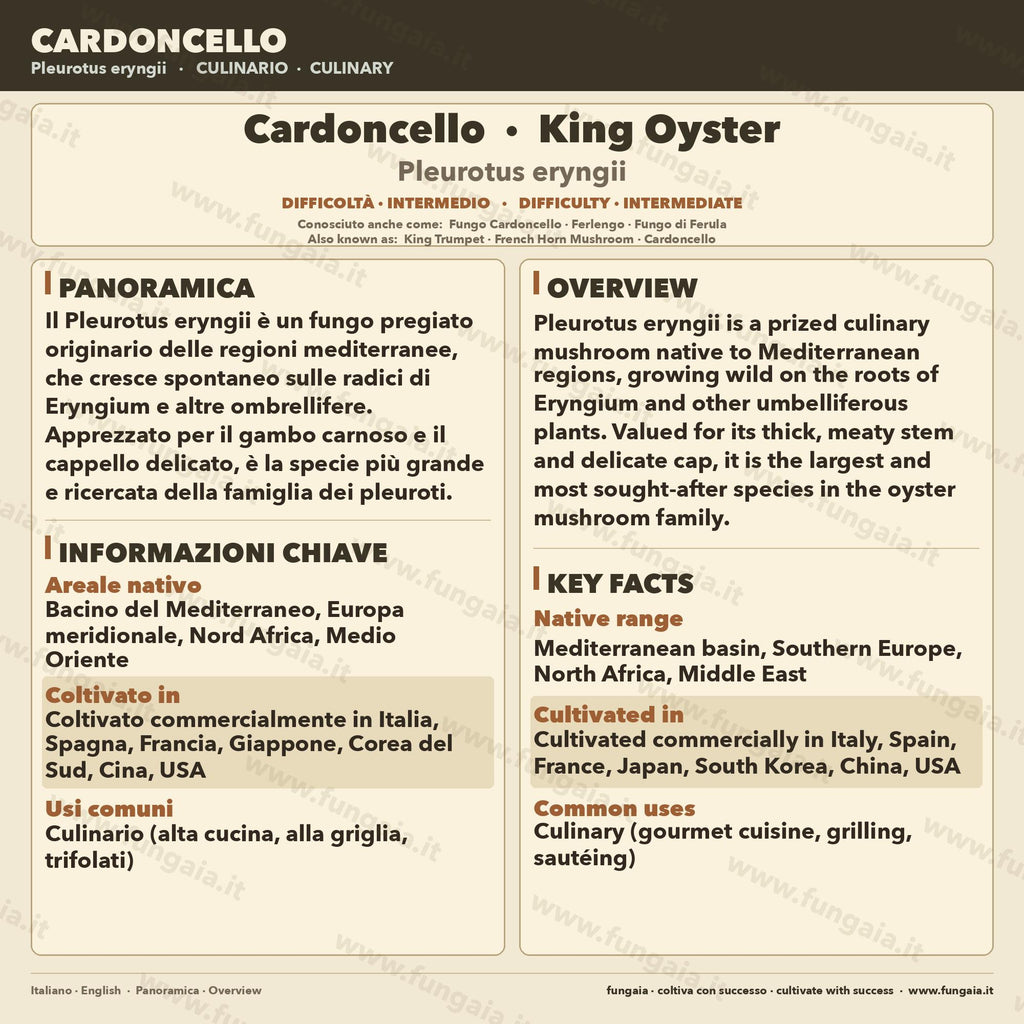 Coltura Liquida Cardoncello King Trumpet 10ml - Micelio Funghi