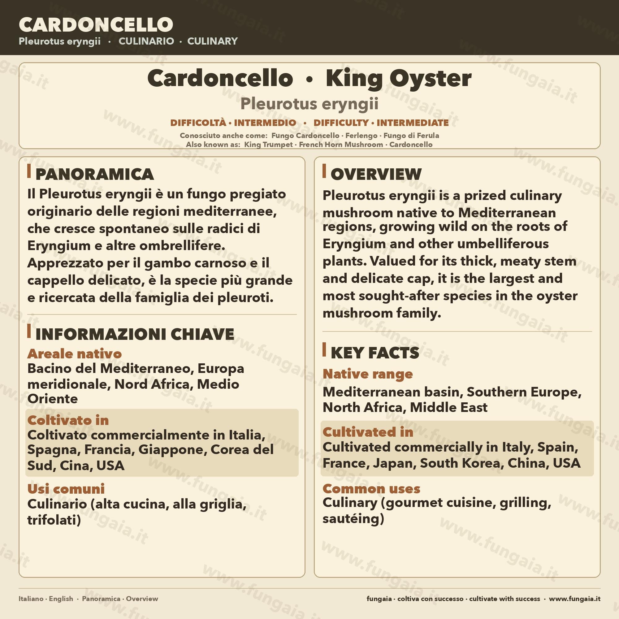 Coltura Liquida Cardoncello King Trumpet 10ml - Micelio Funghi