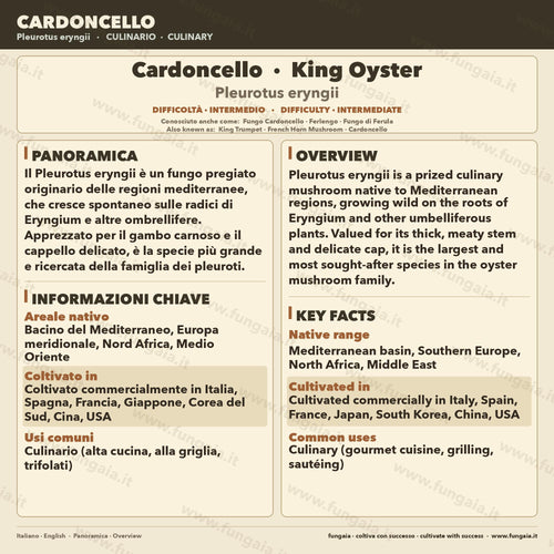 Cardoncello Liquid Culture (10ml) - Gourmet Mushroom Mycelium