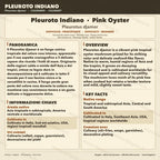 Pleurotus djamor Cultura Liquida 10ml – Micelio Fungo Ostrica Rosa