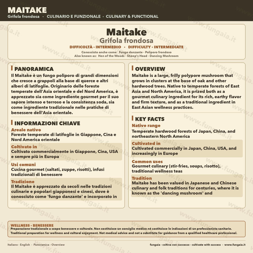 Maitake 10ml Live Mycelium Liquid Culture Selected Lab Grade Genetics Grifola Frondosa Gourmet Mushroom Inoculum Professional Kit