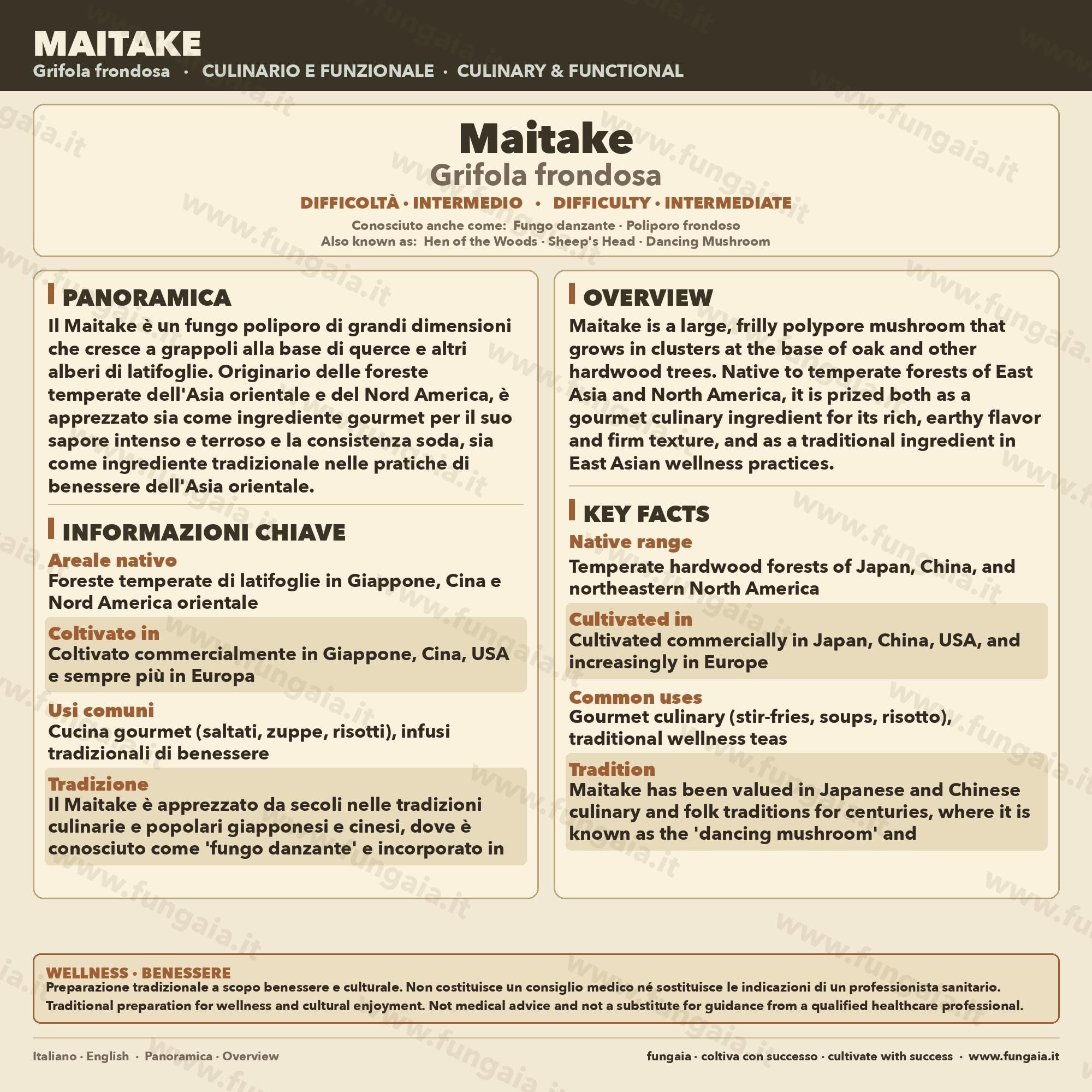 Maitake 10ml Live Mycelium Liquid Culture Selected Lab Grade Genetics Grifola Frondosa Gourmet Mushroom Inoculum Professional Kit