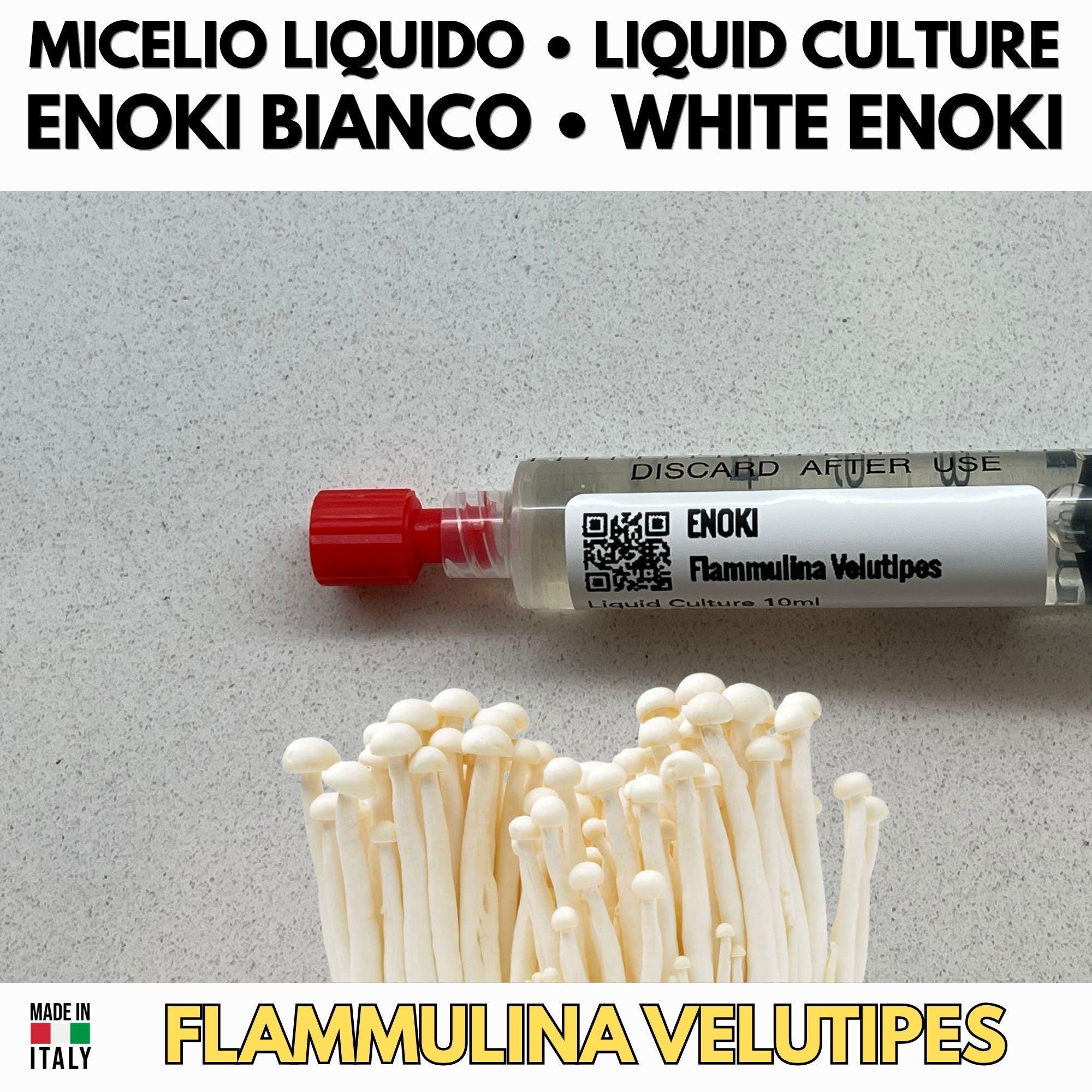 Enoki Liquid Culture Unit (10ml) - Flammulina velutipes - Premium Gourmet Mushroom Mycelium - Made in Italy