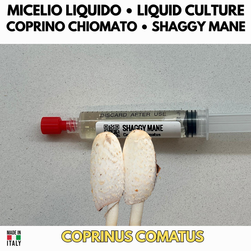 Shaggy Mane Liquid Culture Coprinus Comatus Live Mycelium Syringe 10ml Gourmet Mushroom Culture Lab Grade Mycology Supplies Made in Italy