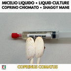 Shaggy Mane Liquid Culture Coprinus Comatus Live Mycelium Syringe 10ml Gourmet Mushroom Culture Lab Grade Mycology Supplies Made in Italy
