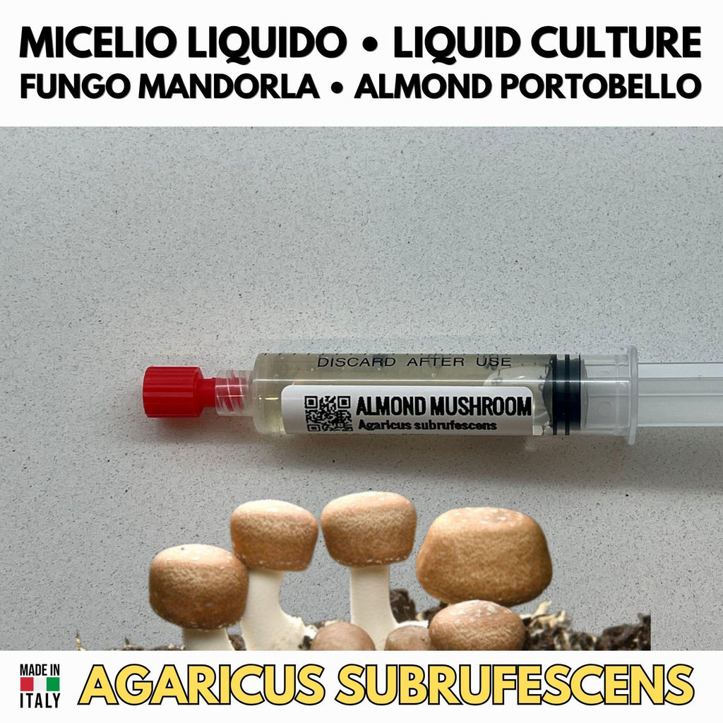Almond Mushroom Liquid Culture Agaricus Subrufescens Live Mycelium Syringe 10ml Royal Sun Agaricus Lab Grade Mycology Supplies Made in Italy