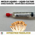 Brown Beech Mushroom Liquid Culture Hypsizygus Tessellatus Live Mycelium Syringe 10ml Shimeji Mushroom Culture Lab Grade Mycology Supplies