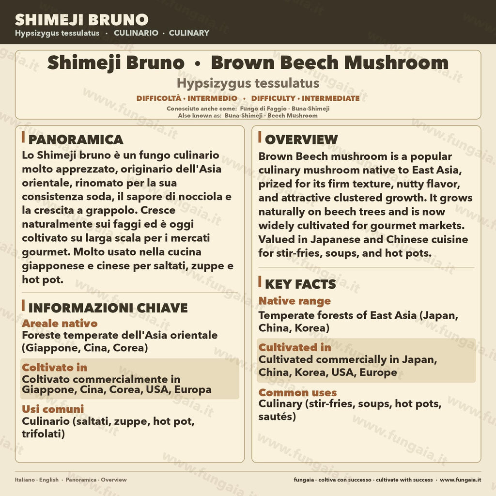 Brown Beech Mushroom Liquid Culture Hypsizygus Tessellatus Live Mycelium Syringe 10ml Shimeji Mushroom Culture Lab Grade Mycology Supplies