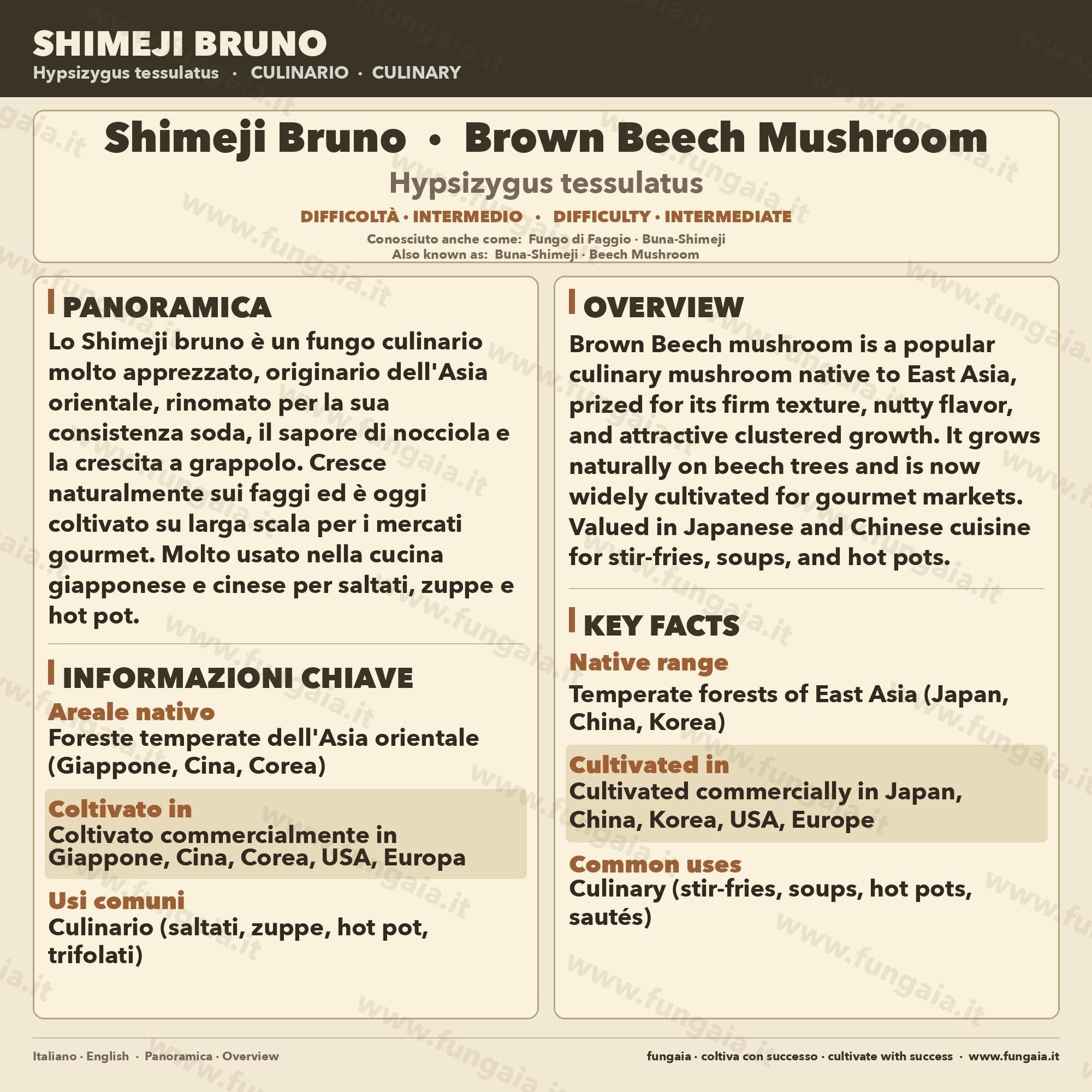 Brown Beech Mushroom Liquid Culture Hypsizygus Tessellatus Live Mycelium Syringe 10ml Shimeji Mushroom Culture Lab Grade Mycology Supplies