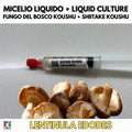 Coltura Liquida Shiitake Koushu 10ml Micelio Sterile Lentinula Edodes