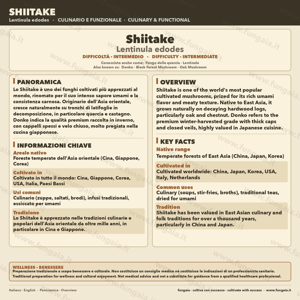Coltura Liquida Shiitake Koushu 10ml Micelio Sterile Lentinula Edodes