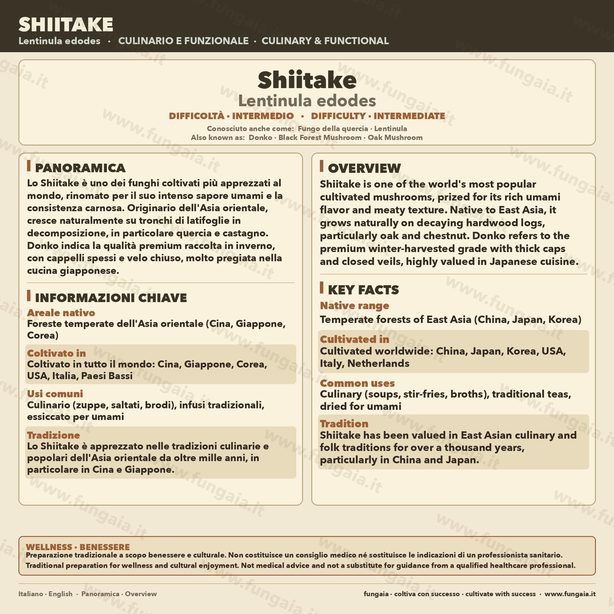 Coltura Liquida Shiitake Koushu 10ml Micelio Sterile Lentinula Edodes