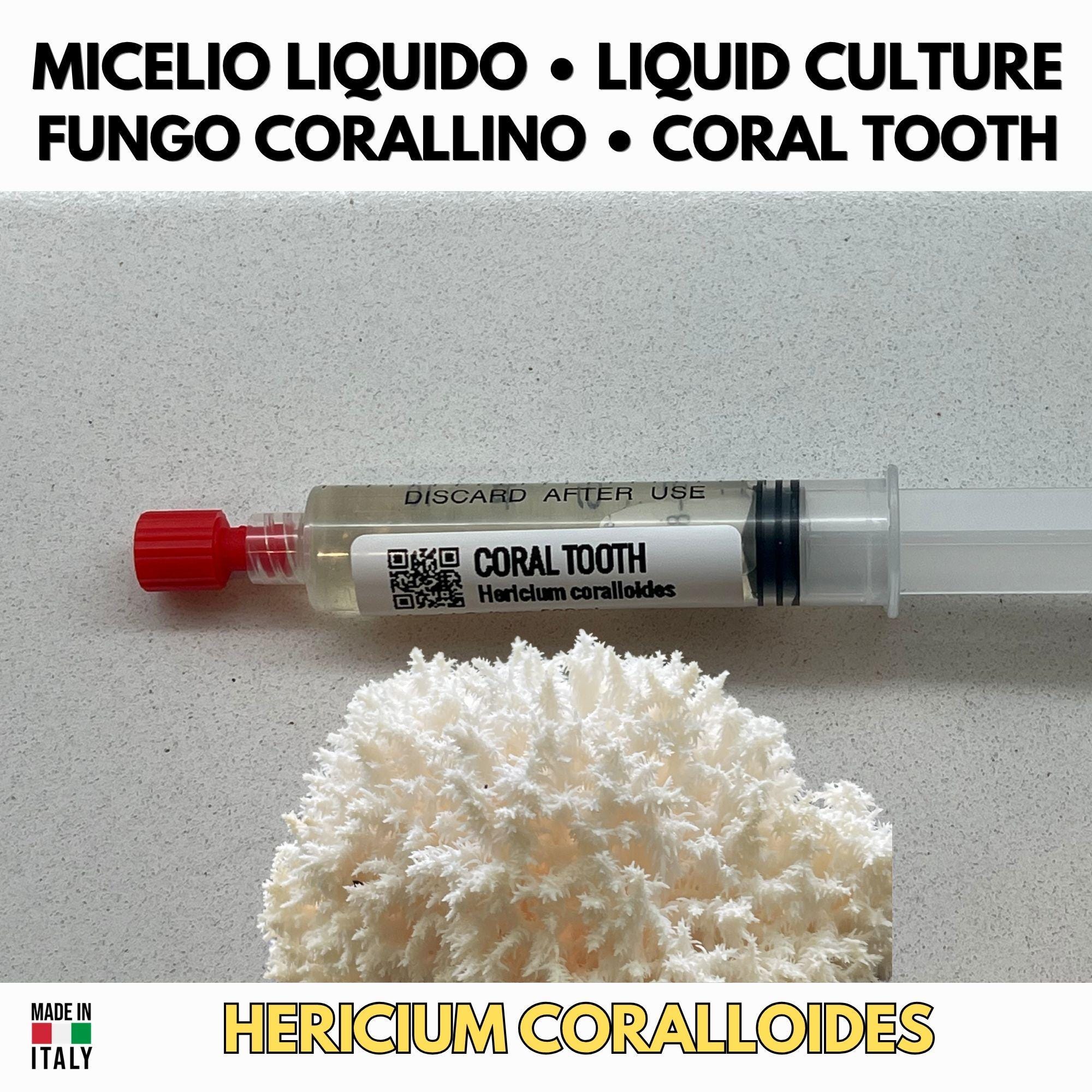 Coral Tooth Liquid Culture Hericium Coralloides Live Mycelium Syringe 10ml Comb Tooth Mushroom Culture Lab Grade Mycology Supplies