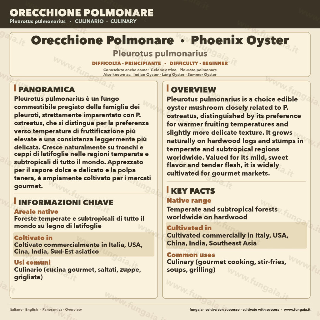 Pleurotus pulmonarius Cultura Liquida 10ml – Micelio Phoenix Oyster