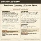 Pleurotus pulmonarius Cultura Liquida 10ml – Micelio Phoenix Oyster