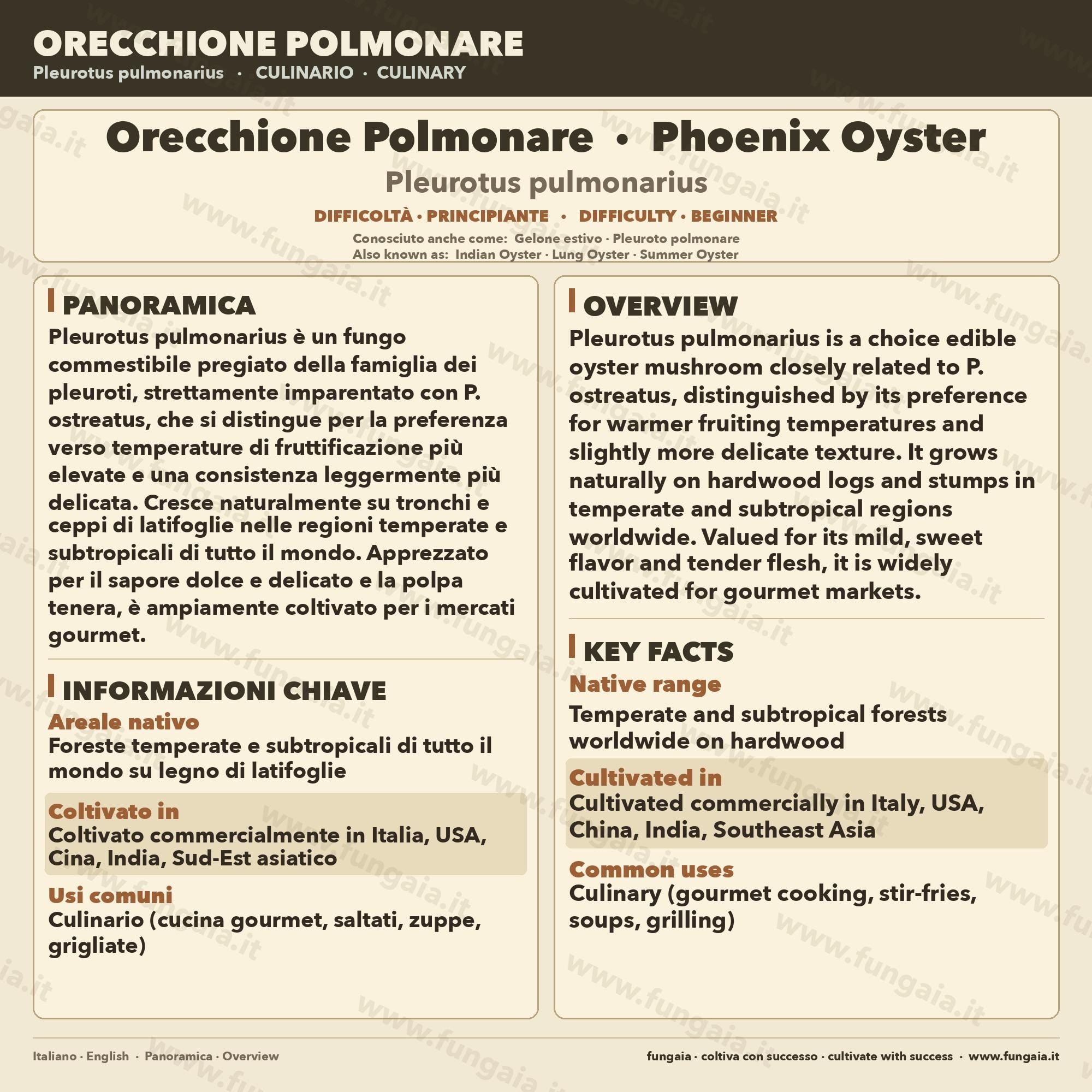 Pleurotus pulmonarius Cultura Liquida 10ml – Micelio Phoenix Oyster
