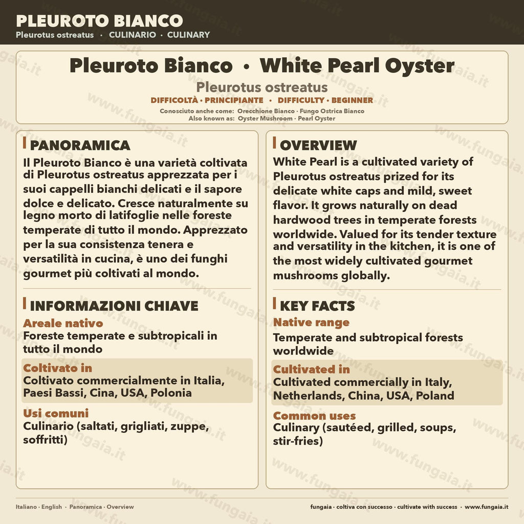 Black Pearl Oyster Micelio Liquido 10ml - Pleurotus ostreatus x eryngii