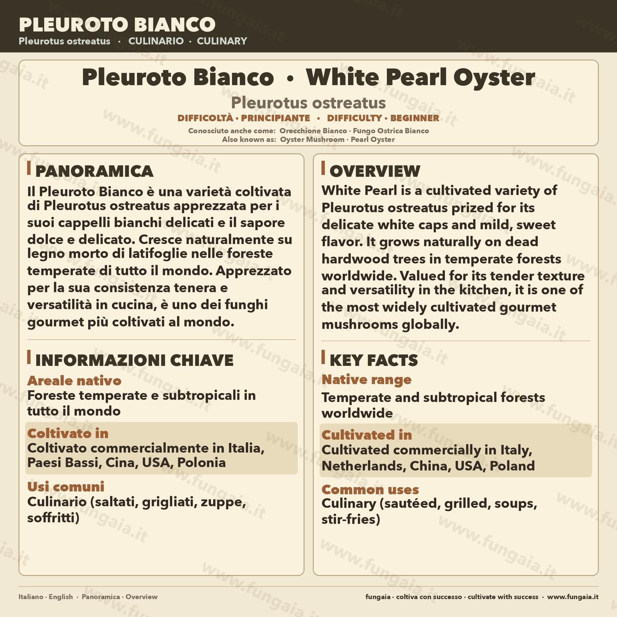 Black Pearl Oyster Micelio Liquido 10ml - Pleurotus ostreatus x eryngii