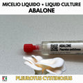 Abalone Mushroom 10ml Liquid Culture Live Mycelium Lab Grade Pleurotus Cystidiosus Professional Inoculum Selected Genetics