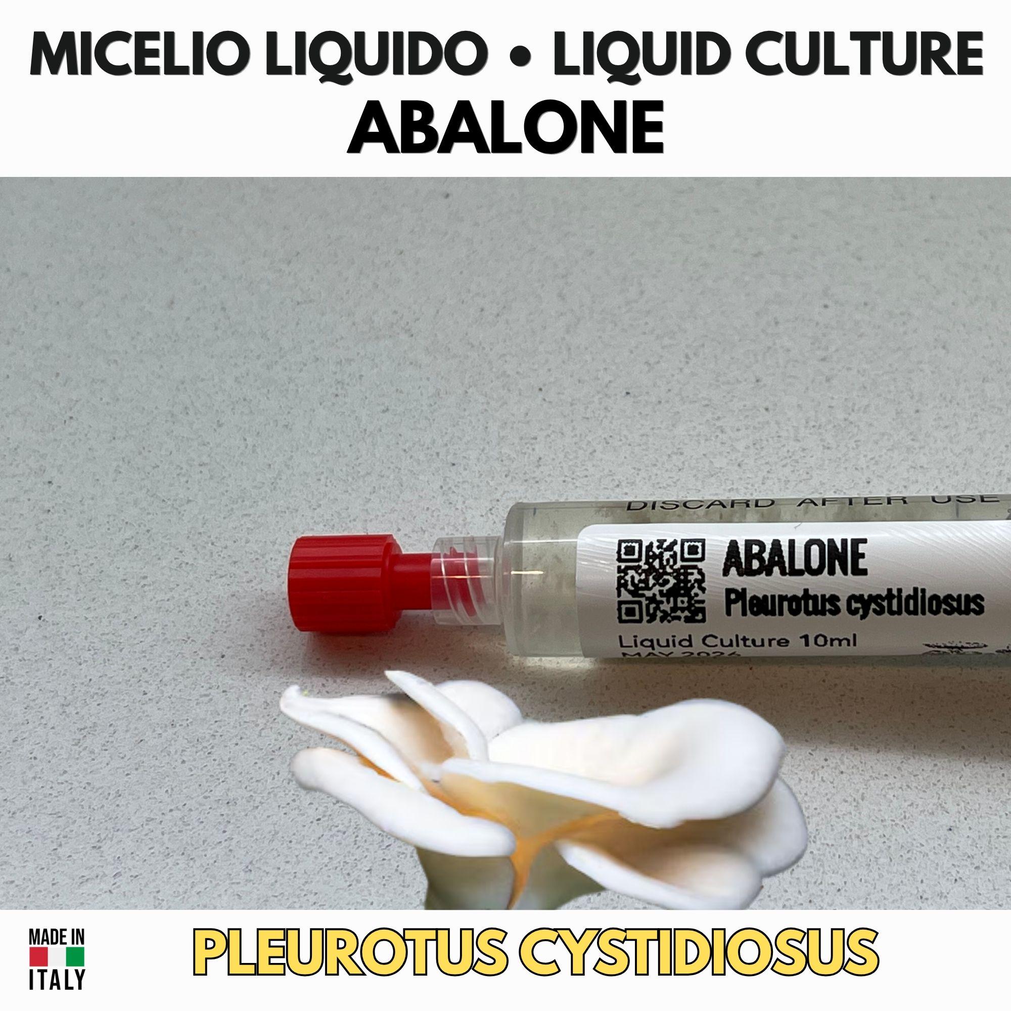 Abalone Mushroom 10ml Liquid Culture Live Mycelium Lab Grade Pleurotus Cystidiosus Professional Inoculum Selected Genetics
