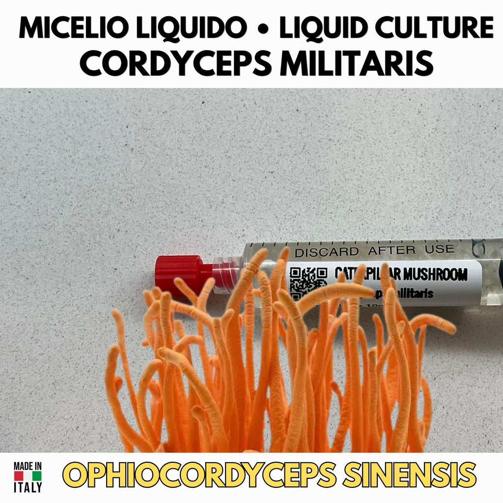 Cordyceps militaris Cultura Liquida 10ml – Micelio Vivo Italia