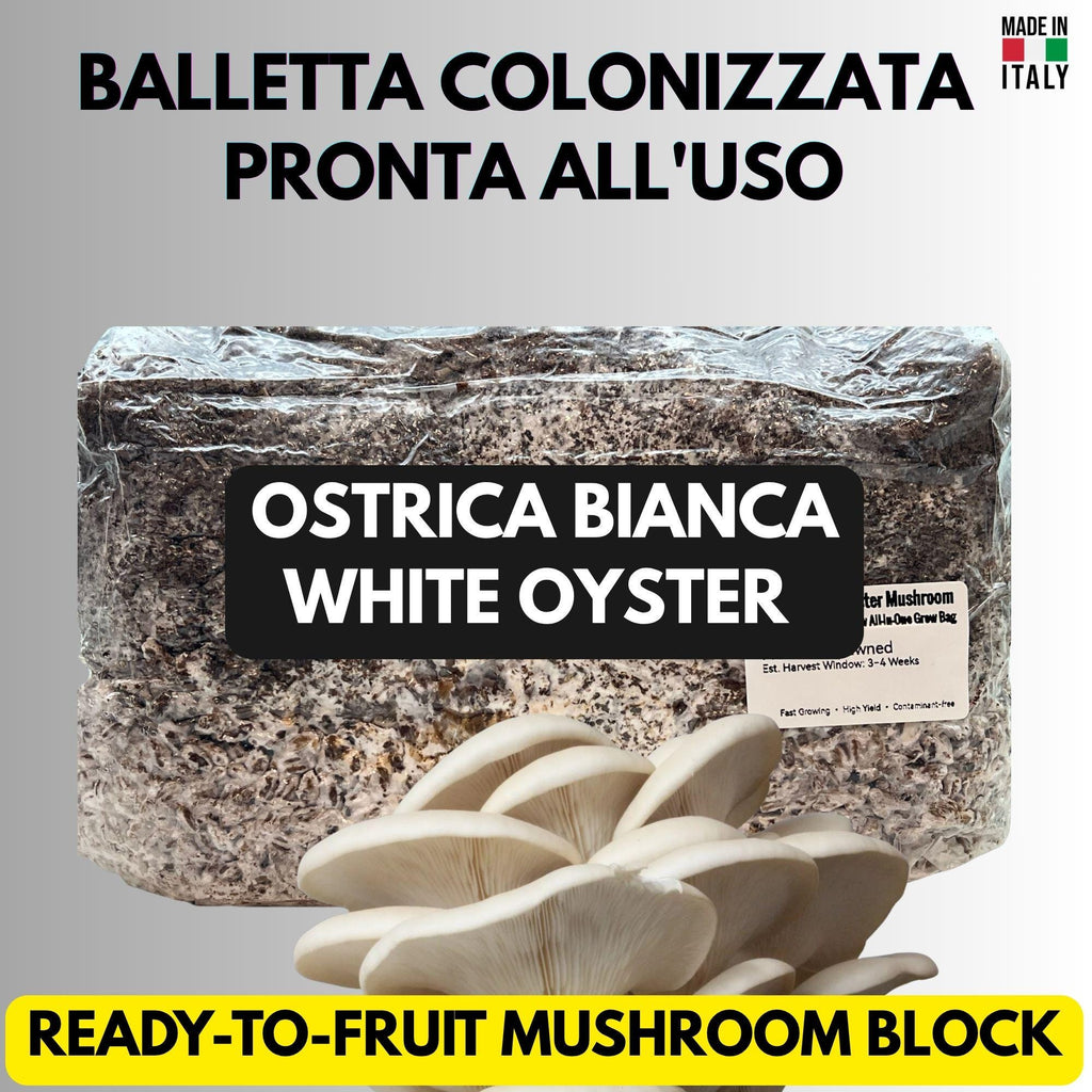 2KG White Oyster Mushroom Grow Bag Pre-Inoculated | Live Mycelium Visible | Organic Sterile