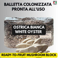2KG White Oyster Mushroom Grow Bag Pre-Inoculated | Live Mycelium Visible | Organic Sterile