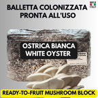 2KG White Oyster Mushroom Grow Bag Pre-Inoculated | Live Mycelium Visible | Organic Sterile