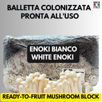 Enoki 2KG+ Active Mycelium Visible | Pre-Colonized Organic Bag | Ready to Fruit | Sterile Substrate