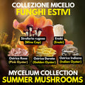 Summer Mushroom Liquid Culture Bundle – 5 LC. Pink Oyster  | Golden Oyster  | Wine Cap  | Enoki. Warm Weather Mushroom Growing Kit