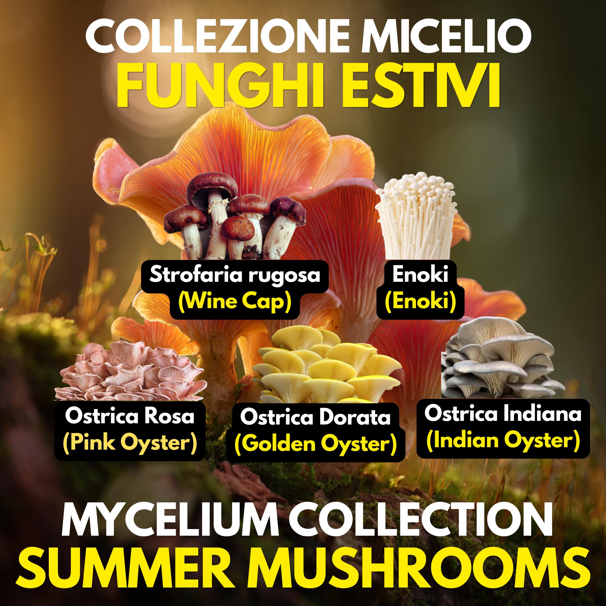 Coltura Liquida Funghi Estivi – Summer Pack 5 LC | Pink Oyster Golden Oyster Wine Cap Enoki | Kit Coltivazione Funghi Stagionali
