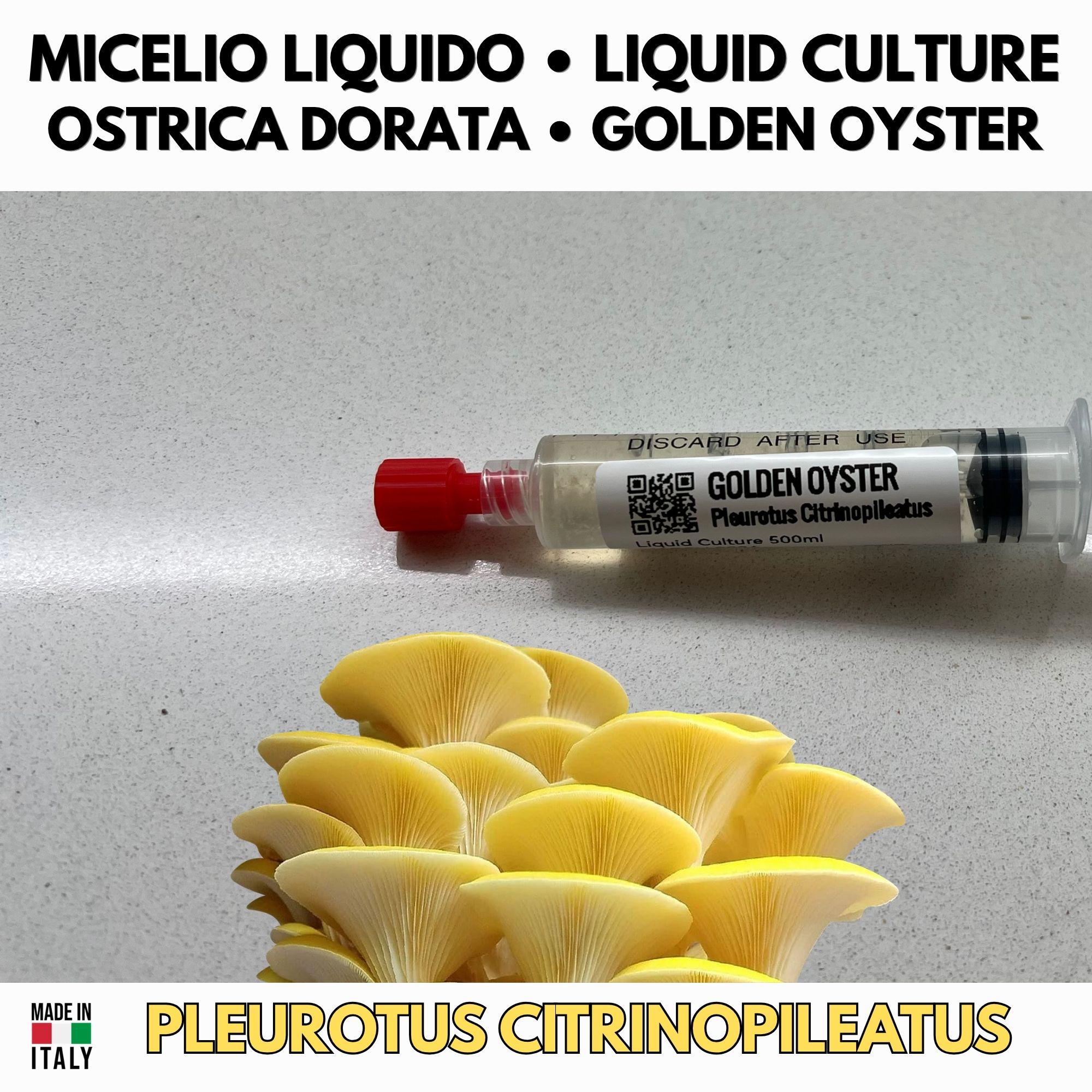 Summer Mushroom Liquid Culture Bundle – 5 LC. Pink Oyster  | Golden Oyster  | Wine Cap  | Enoki. Warm Weather Mushroom Growing Kit