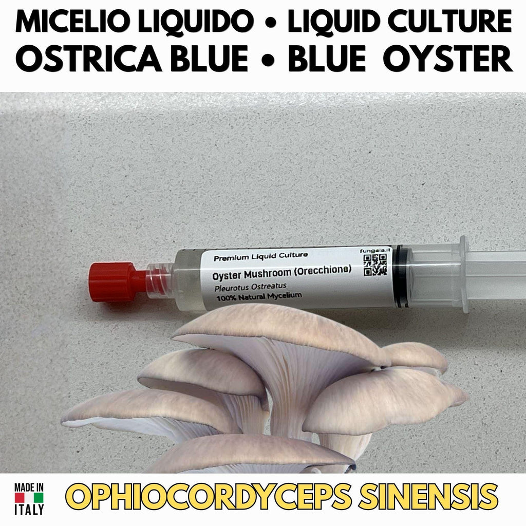 Oyster Kingdom 6 Liquid Cultures | Blue Pink Golden Phoenix White Black Oyster | Pleurotus Mushroom Growing Bundle