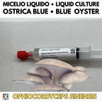 Oyster Kingdom 6 Liquid Cultures | Blue Pink Golden Phoenix White Black Oyster | Pleurotus Mushroom Growing Bundle