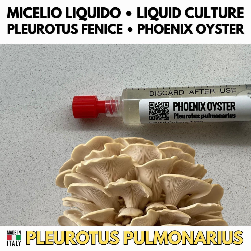 Oyster Kingdom 6 Liquid Cultures | Blue Pink Golden Phoenix White Black Oyster | Pleurotus Mushroom Growing Bundle