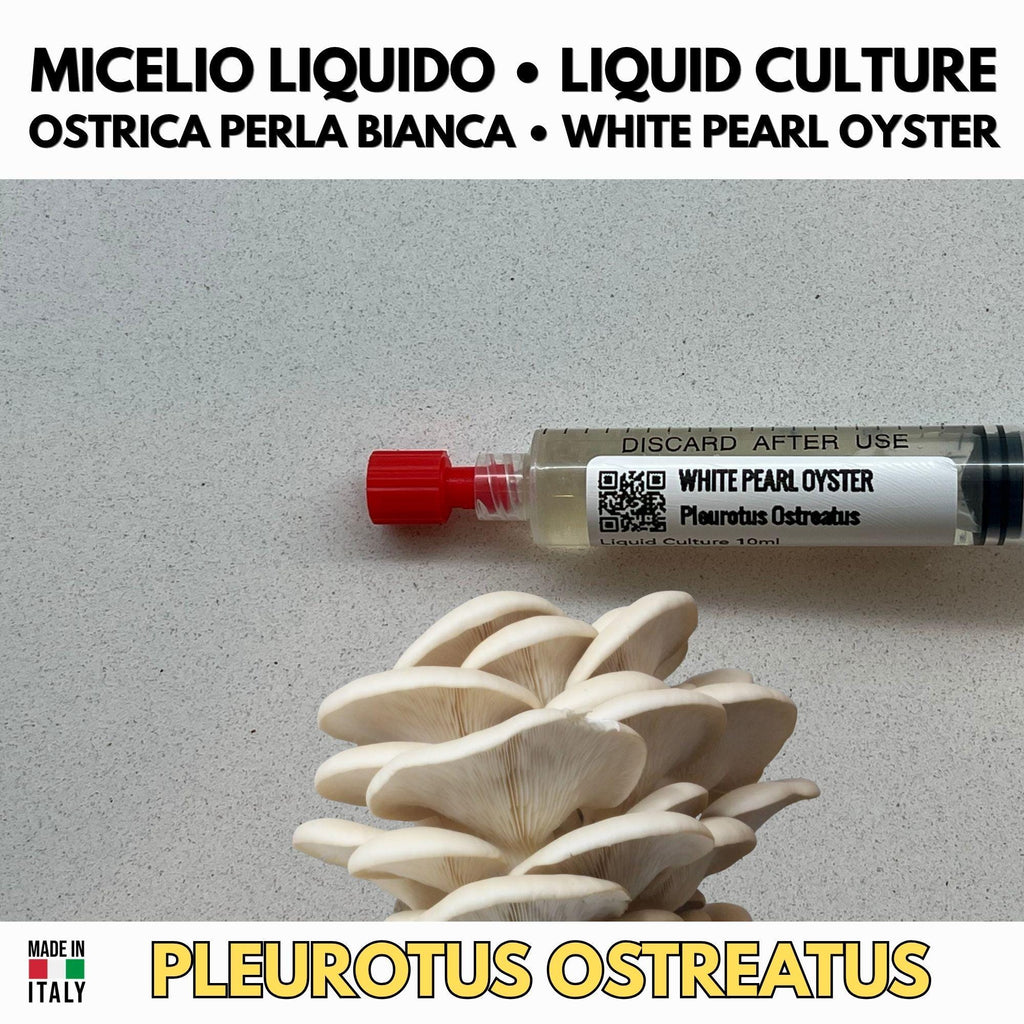 Oyster Kingdom 6 Liquid Cultures | Blue Pink Golden Phoenix White Black Oyster | Pleurotus Mushroom Growing Bundle