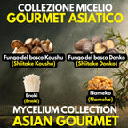 Asian Gourmet Collection – 4 Colture Liquide | Shiitake Donko Koushu Nameko Enoki | Bundle Funghi Giapponesi