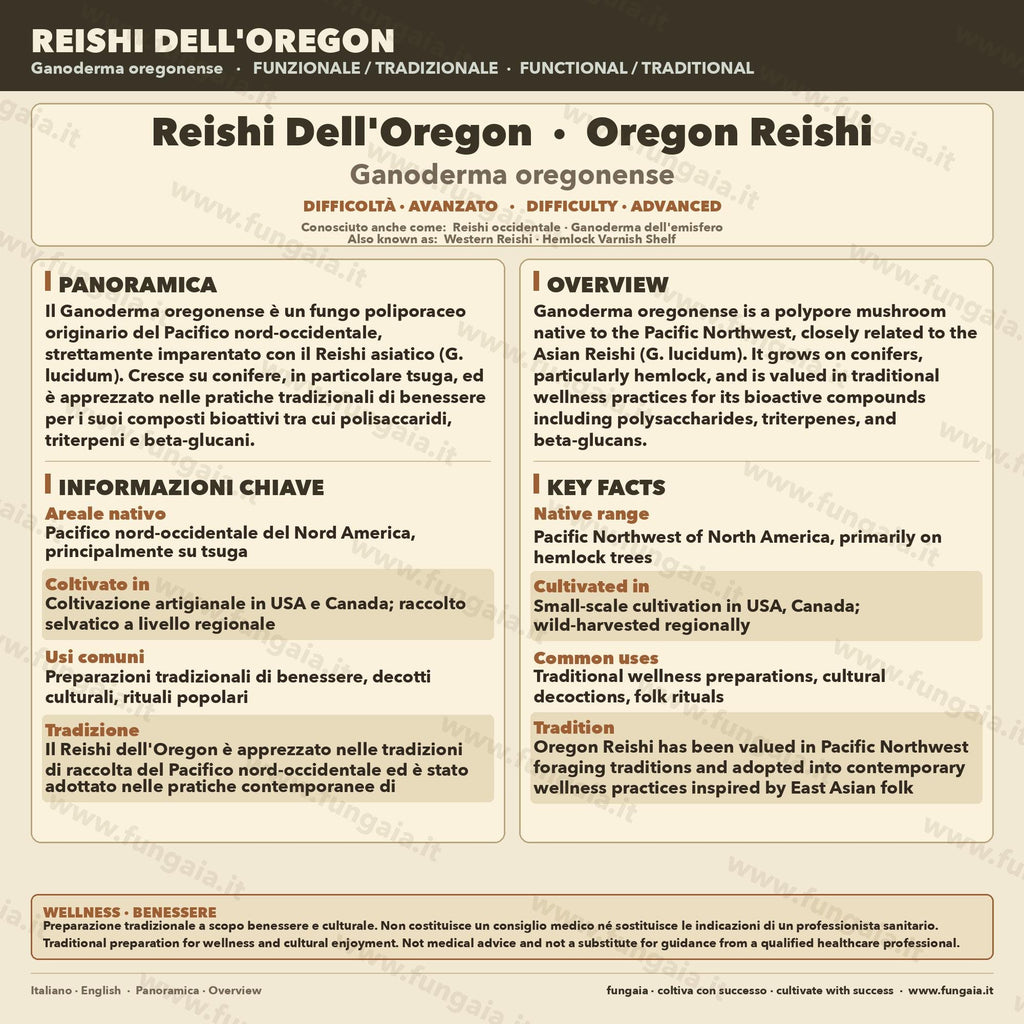Ganoderma oregonense Oregon Reishi Liquid Culture – Premium Mushroom Culture for Gourmet Cultivation