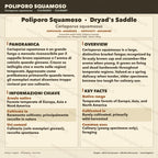 Cerioporus squamosus Coltura Liquida | Poliporo Scaglie Gourmet