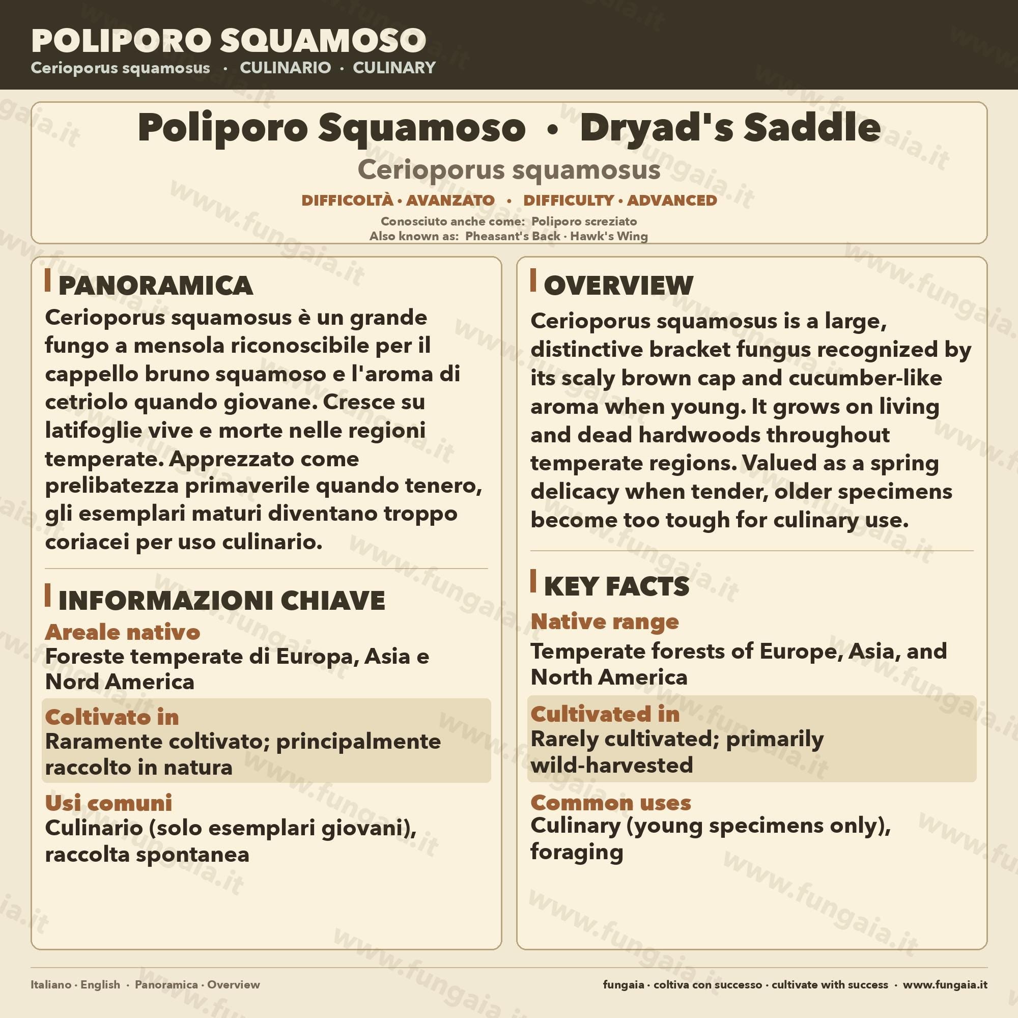 Cerioporus squamosus Coltura Liquida | Poliporo Scaglie Gourmet