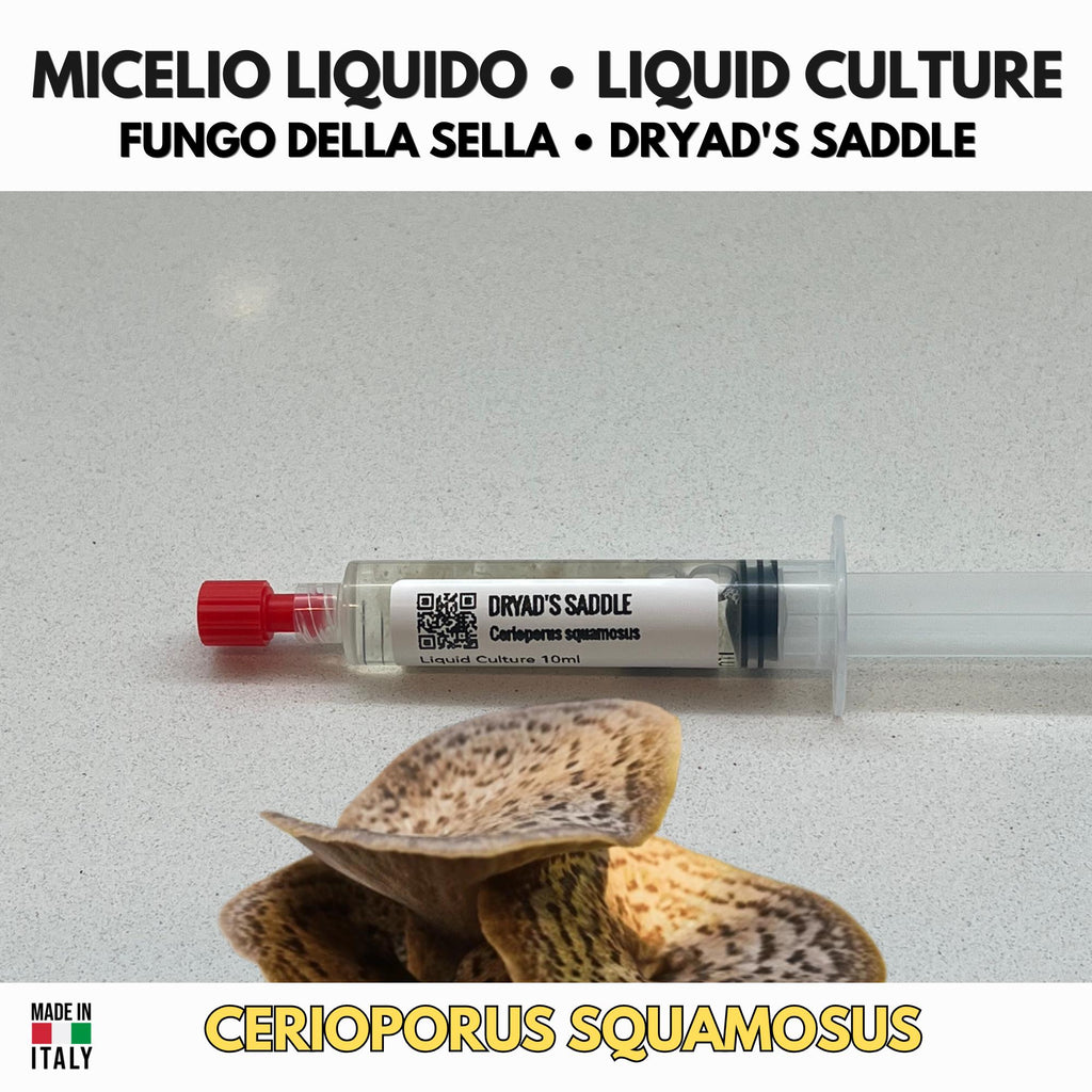 Cerioporus squamosus Coltura Liquida | Poliporo Scaglie Gourmet