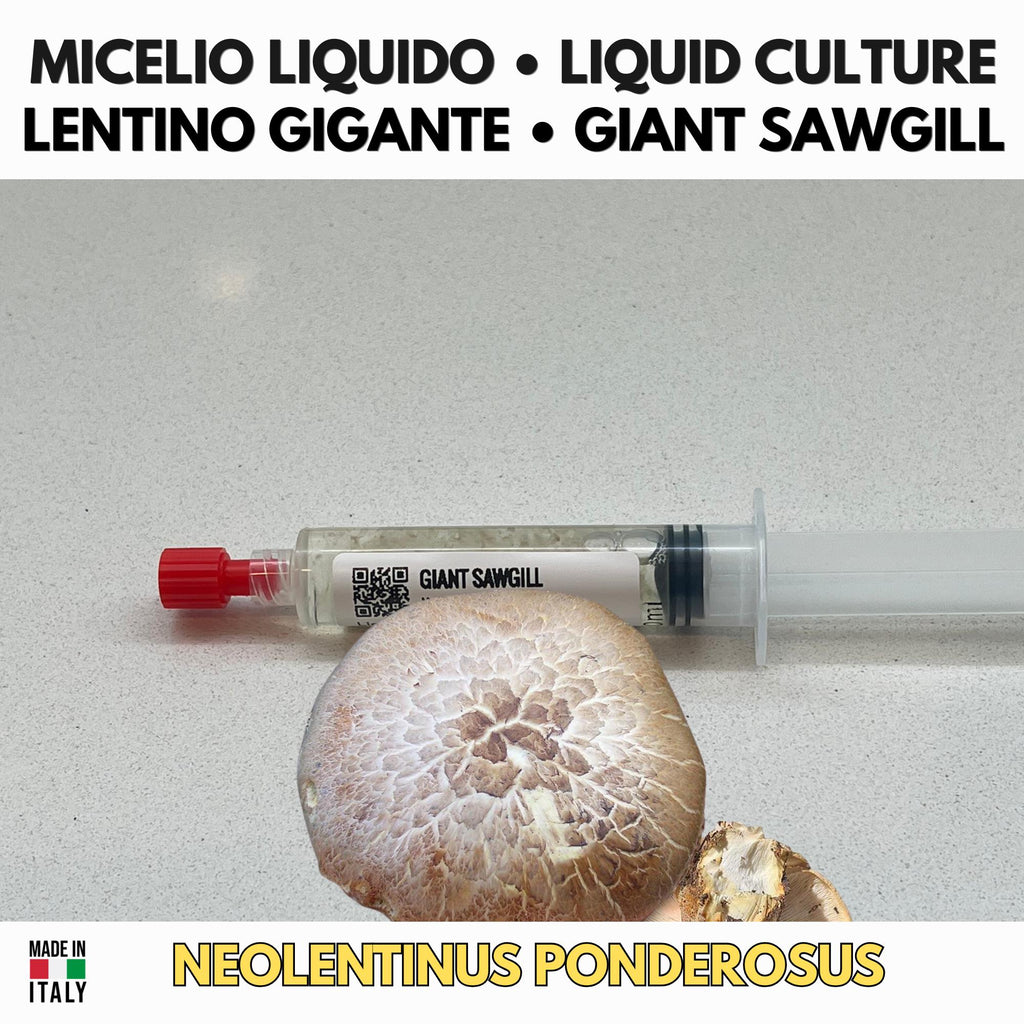 Neolentinus ponderosus Giant Sawgill Liquid Culture | Rare Gourmet Mushroom Mycelium for Cultivation