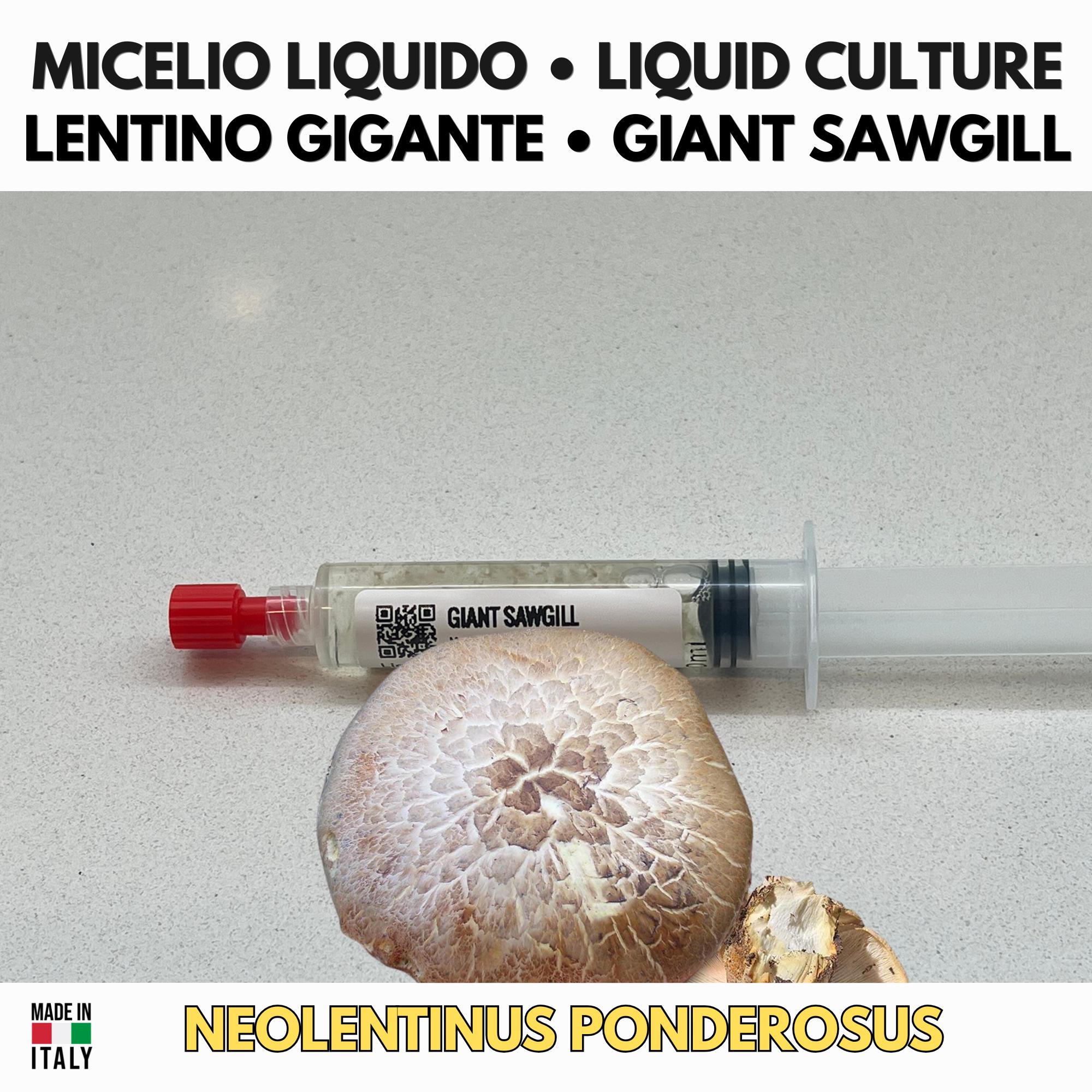Neolentinus ponderosus Giant Sawgill Liquid Culture | Rare Gourmet Mushroom Mycelium for Cultivation