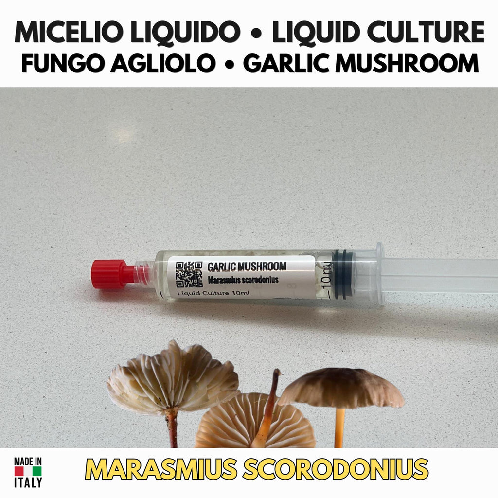 Marasmius scorodonius Garlic Mushroom Liquid Culture | Rare Gourmet Mycelium for Cultivation