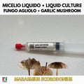 Marasmius scorodonius Garlic Mushroom Liquid Culture | Rare Gourmet Mycelium for Cultivation