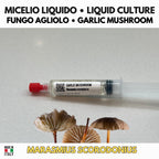 Marasmius scorodonius Garlic Mushroom Liquid Culture | Rare Gourmet Mycelium for Cultivation