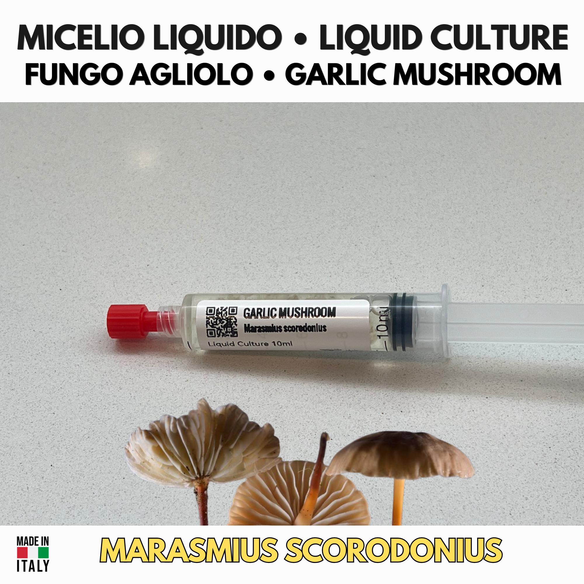 Marasmius scorodonius Garlic Mushroom Liquid Culture | Rare Gourmet Mycelium for Cultivation