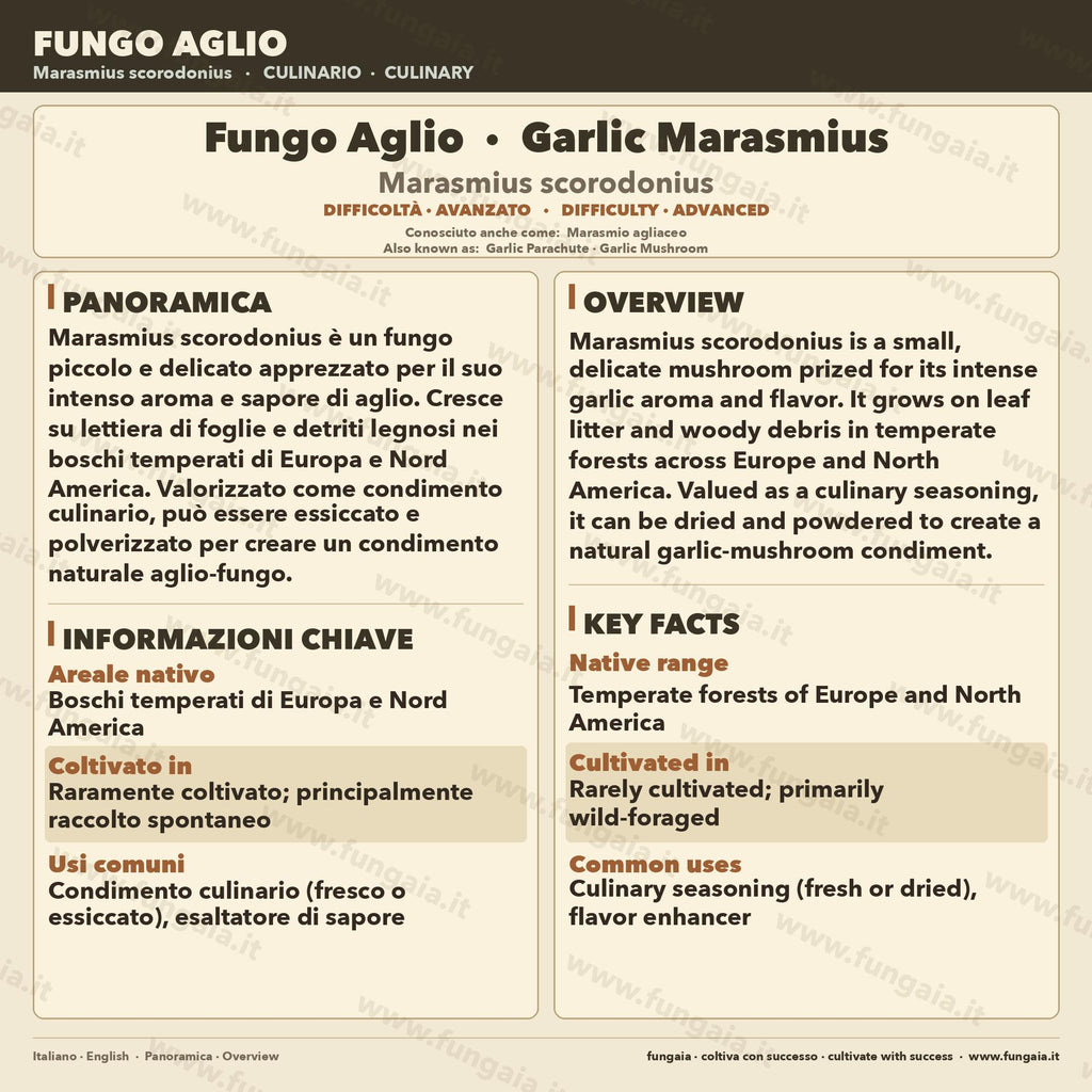 Marasmius scorodonius Garlic Mushroom Liquid Culture | Rare Gourmet Mycelium for Cultivation